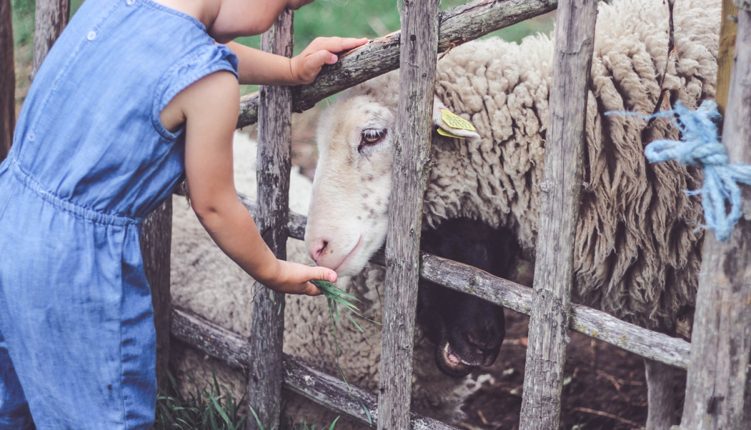 Valdība apstiprina brīvprātīgā saistītā atbalsta apmēru 2019. gadam
