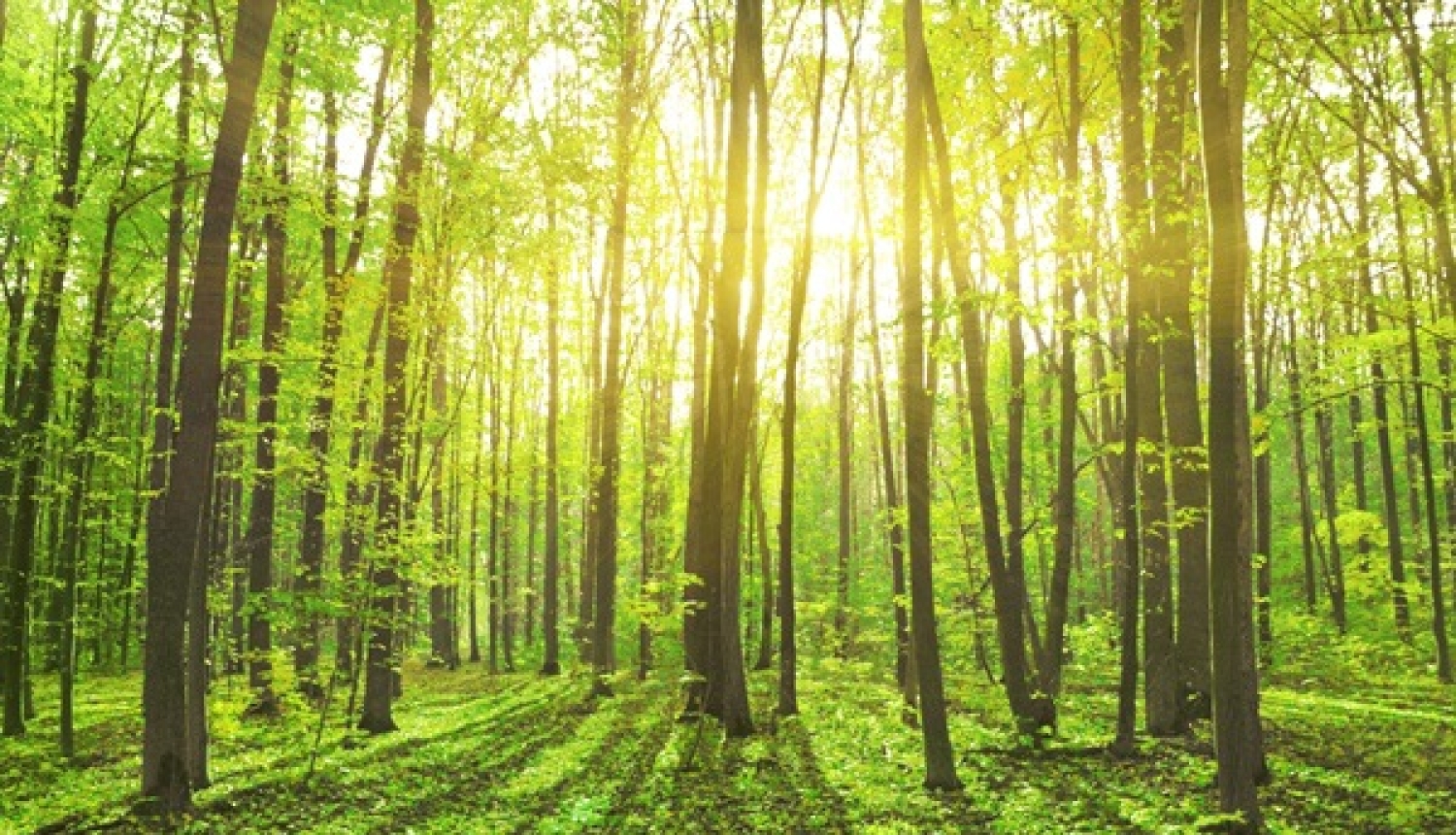 Valdība apstiprina zaļā publiskā iepirkuma regulējumu