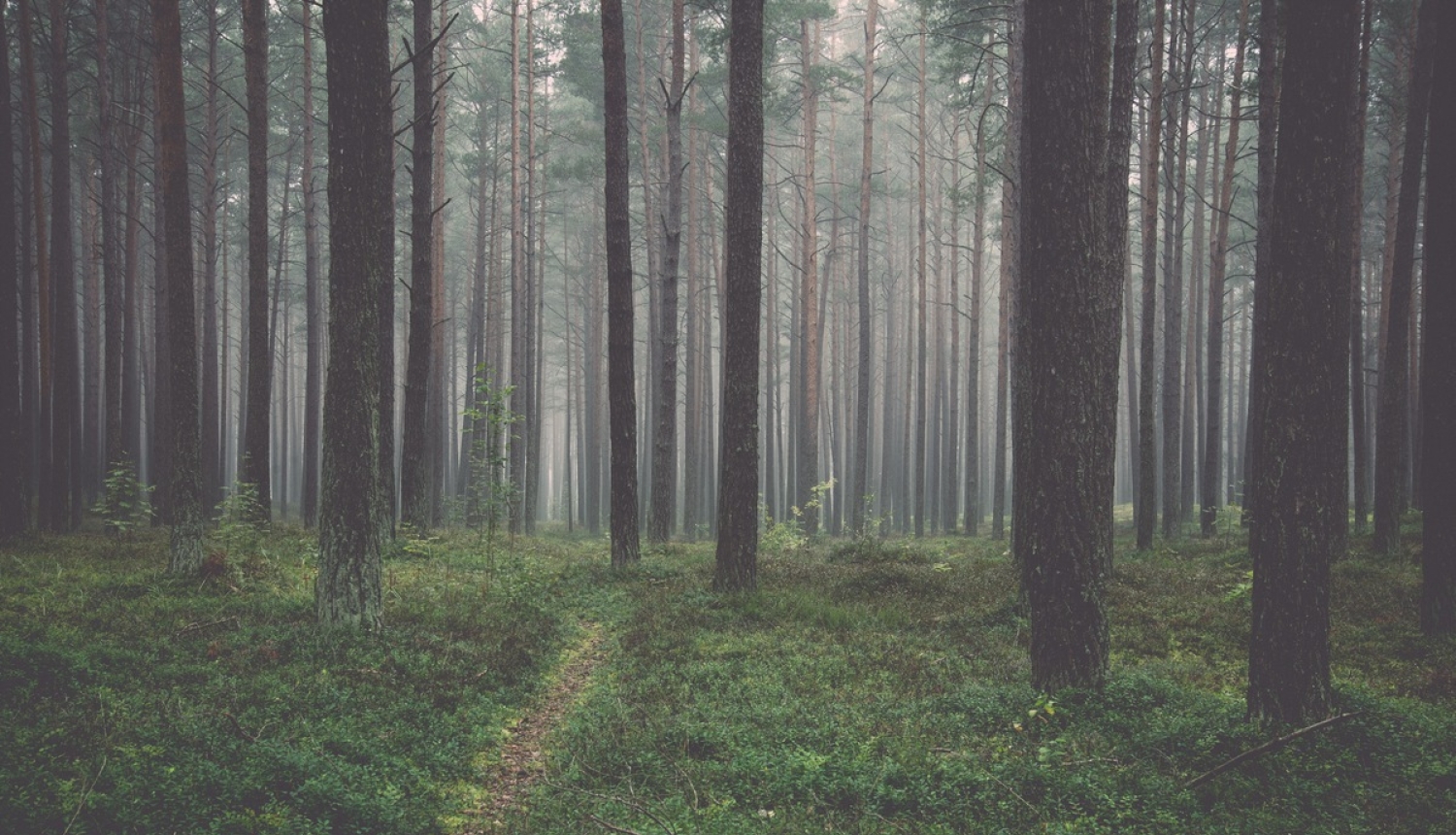 Apstiprināts 2018. gada valsts atbalsts meža nozares attīstībai