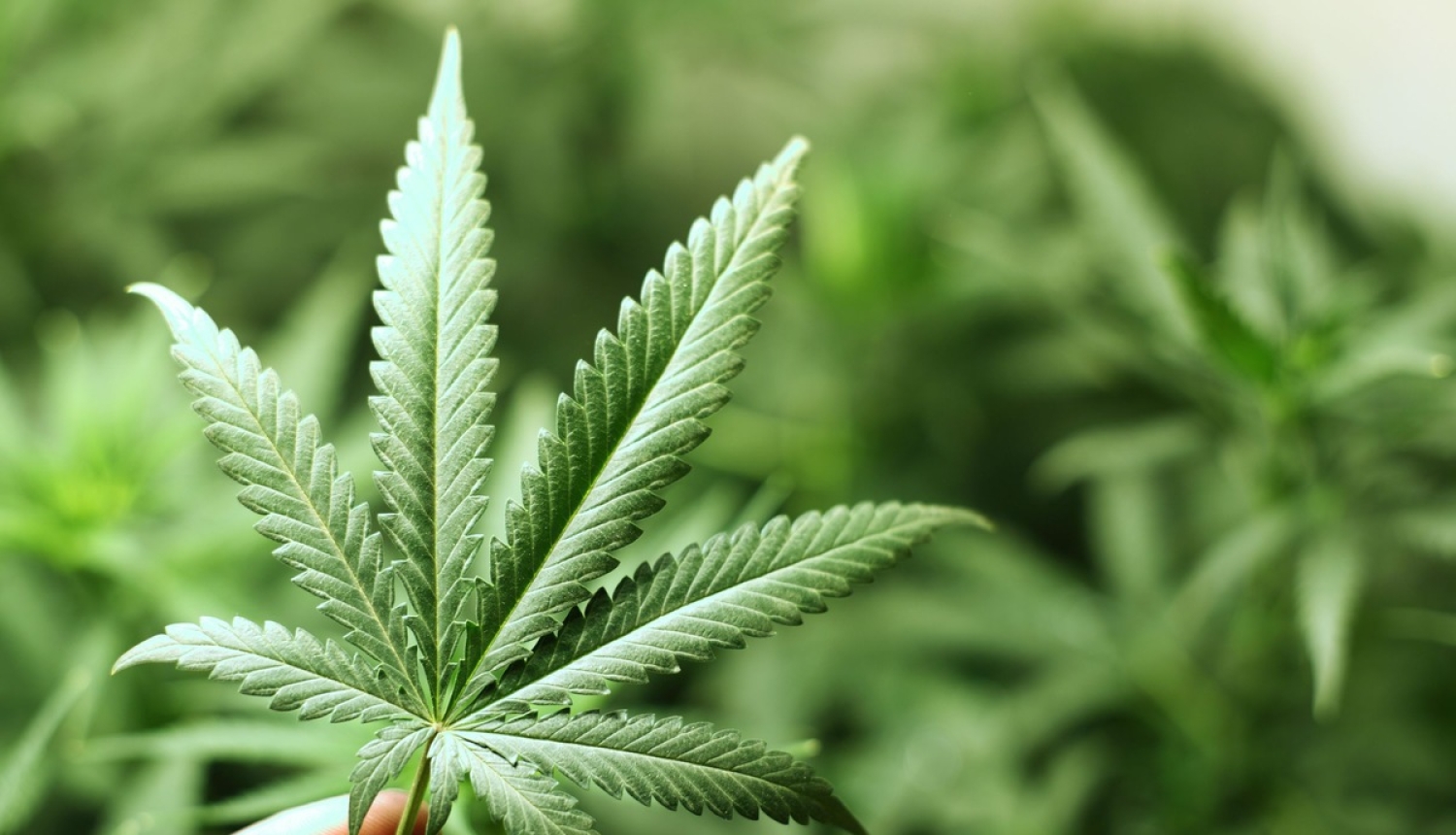 Lems par narkotiku kontroles politikas attīstības līdzšinējā kursa maiņu