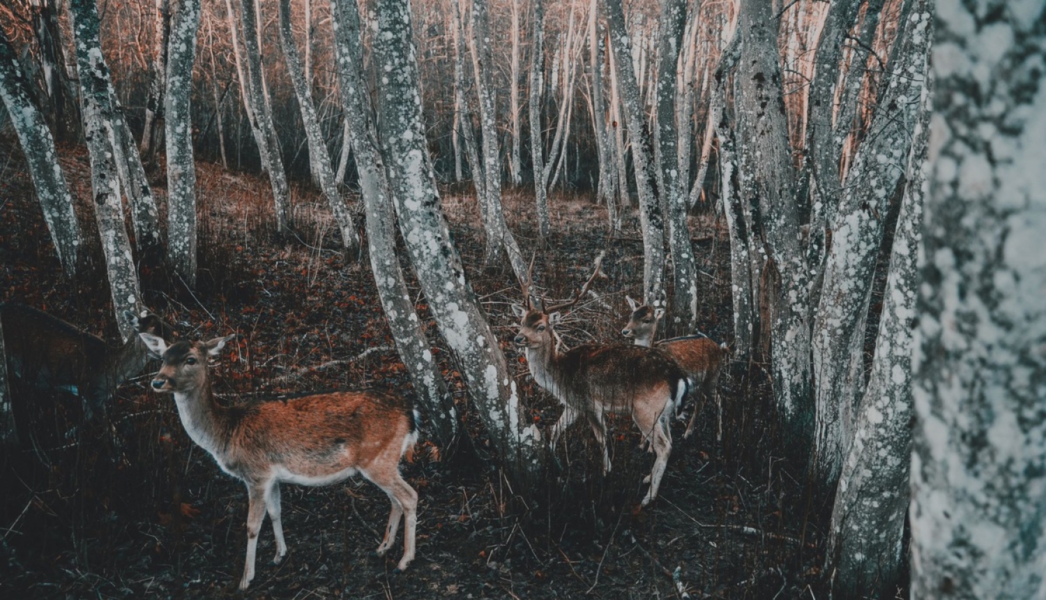 Administratīvo atbildību mežā turpmāk regulēs Meža likums