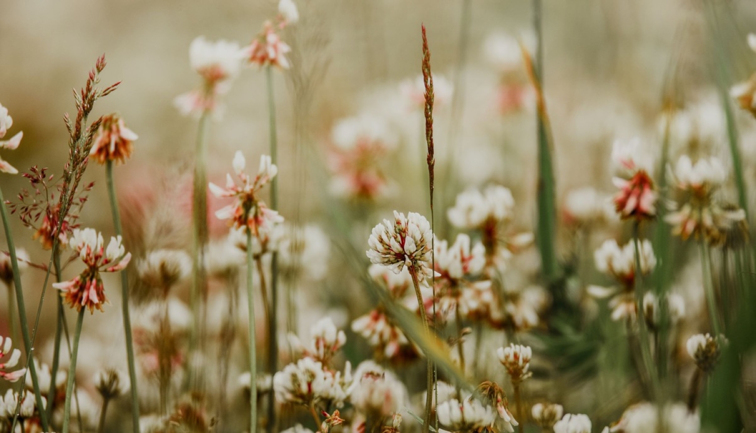 Sēklu un šķirņu aprites likumā tiks noteikta administratīvā atbildība