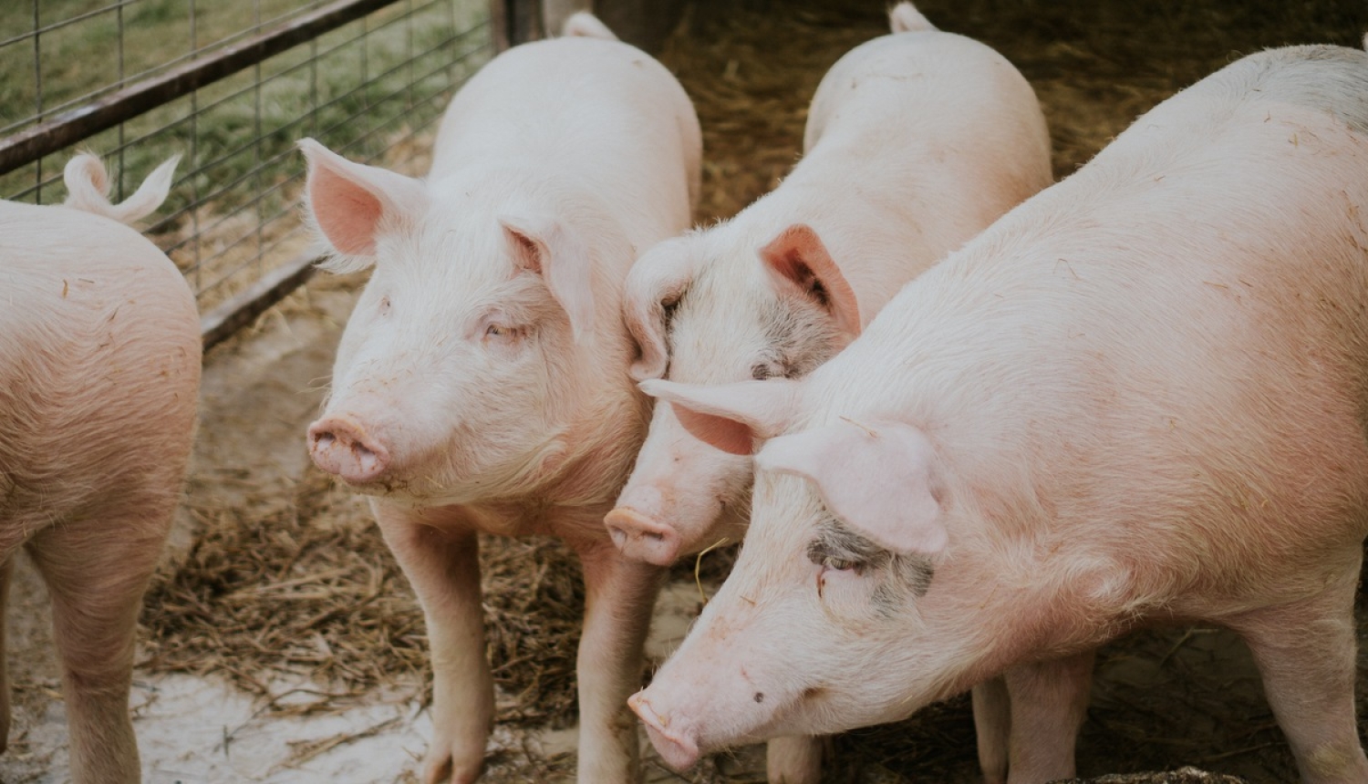 Valdība apstiprina izmaiņas Āfrikas cūku mēra riska teritorijas zonējumā