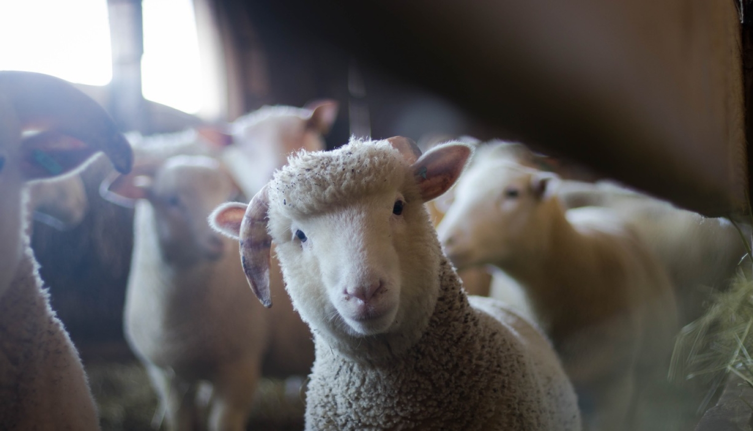 Pārraudzība un snieguma pārbaude būs jāveic visiem vienas novietnes gaļas liellopiem