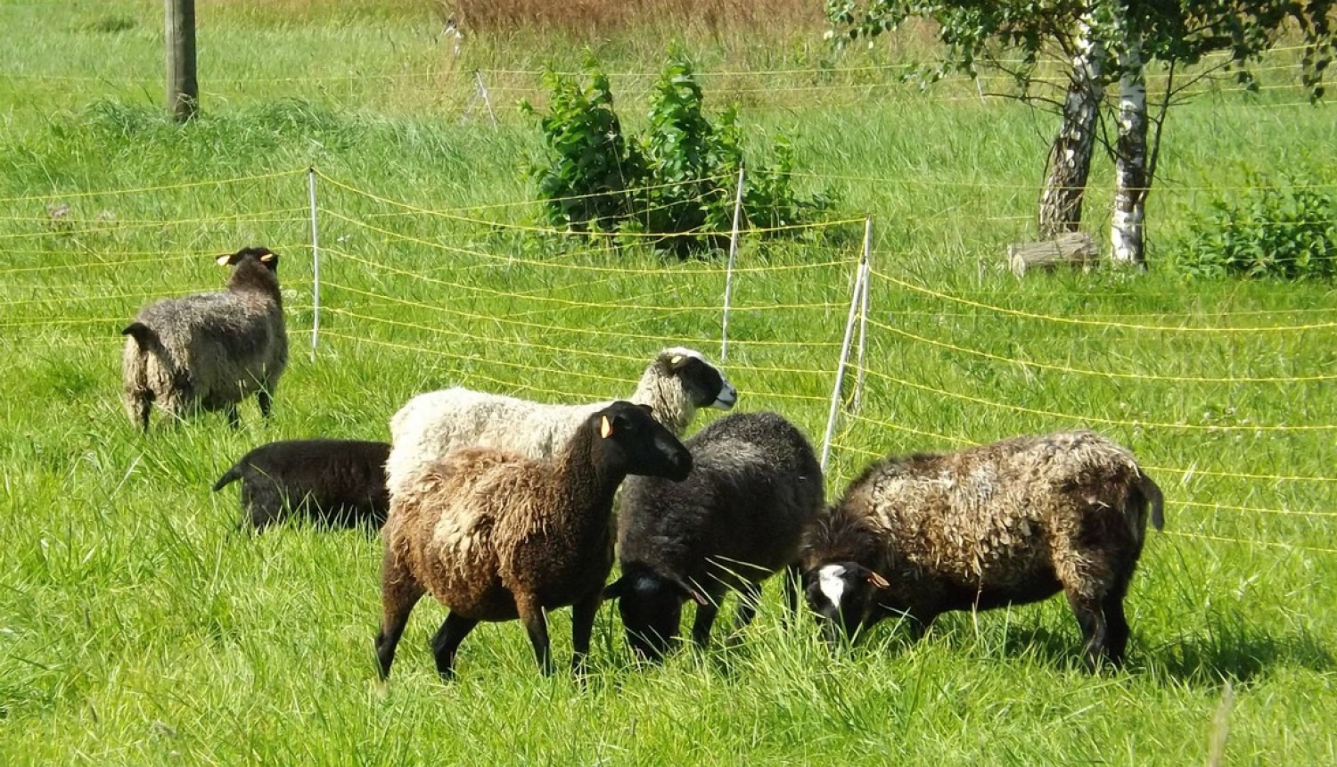 Apstiprināts valsts atbalsts lauksaimniecībai 2018. gadam