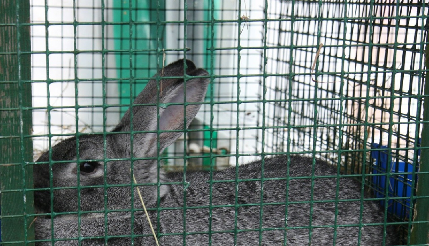 Veiktas izmaiņas veterinārajās prasībās mājputnu un zaķveidīgo gaļas apritei nelielā daudzumā