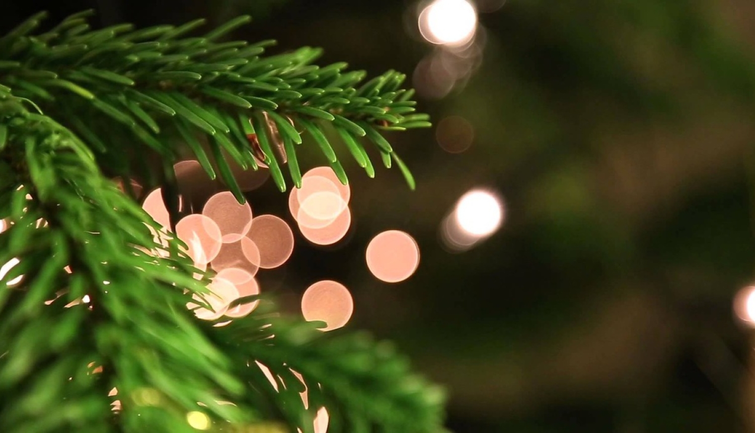 Valdības namā iedegs Ziemassvētku egli