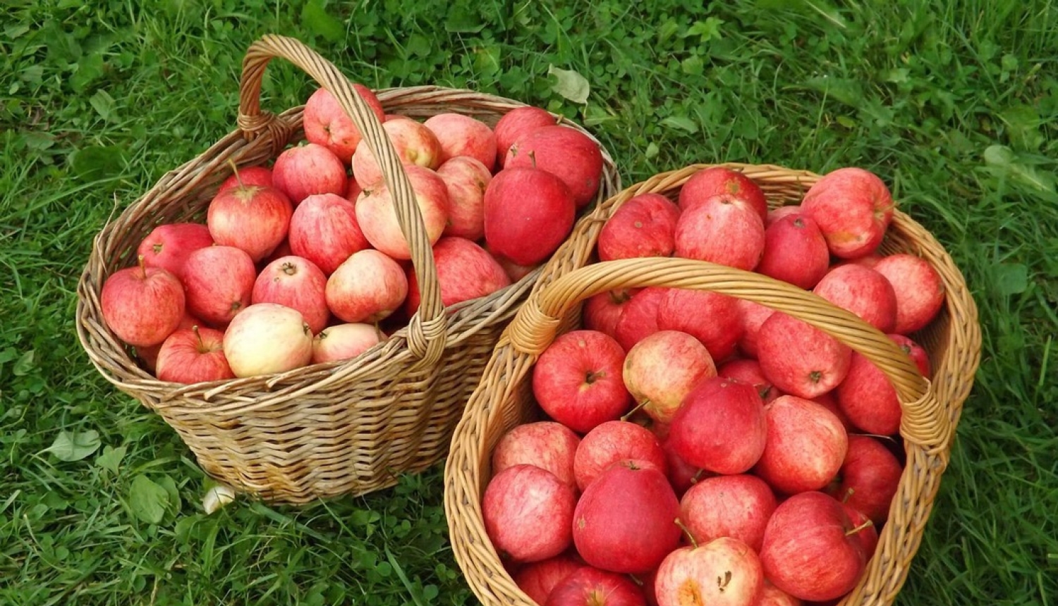 Uzlaboti nosacījumi ES atbalsta programmā skolu apgādei ar augļiem, dārzeņiem un pienu