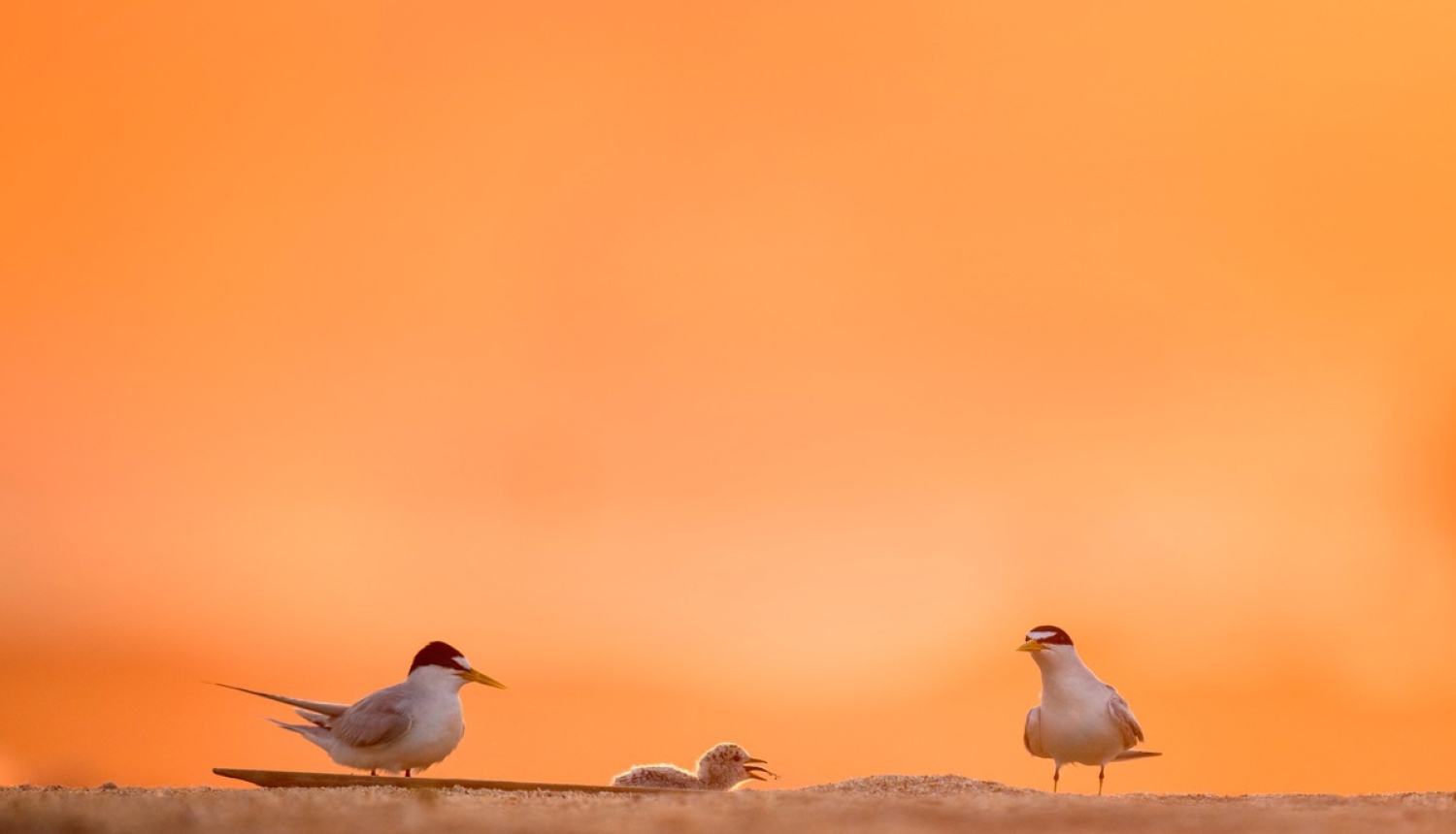 Grozījumi noteikumos ļaus putnu gripas konstatēšanas gadījumā reaģēt strauji