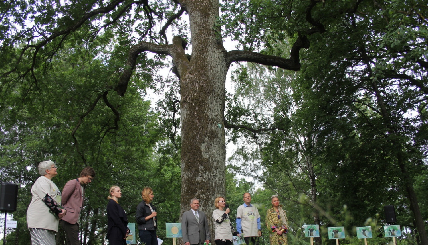 Līdz Latvijas valsts simtgadei aicina saskaitīt Latvijas dižkokus