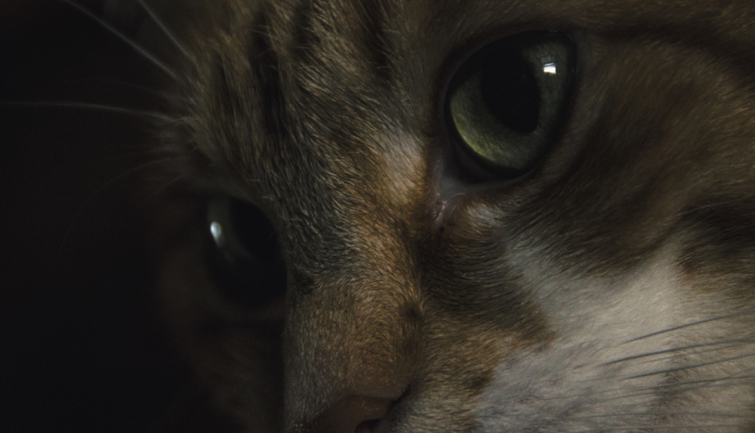 Pasākumu ar dzīvnieku piedalīšanos rīkošanas vietu nevajadzēs reģistrēt LDC novietņu reģistrā