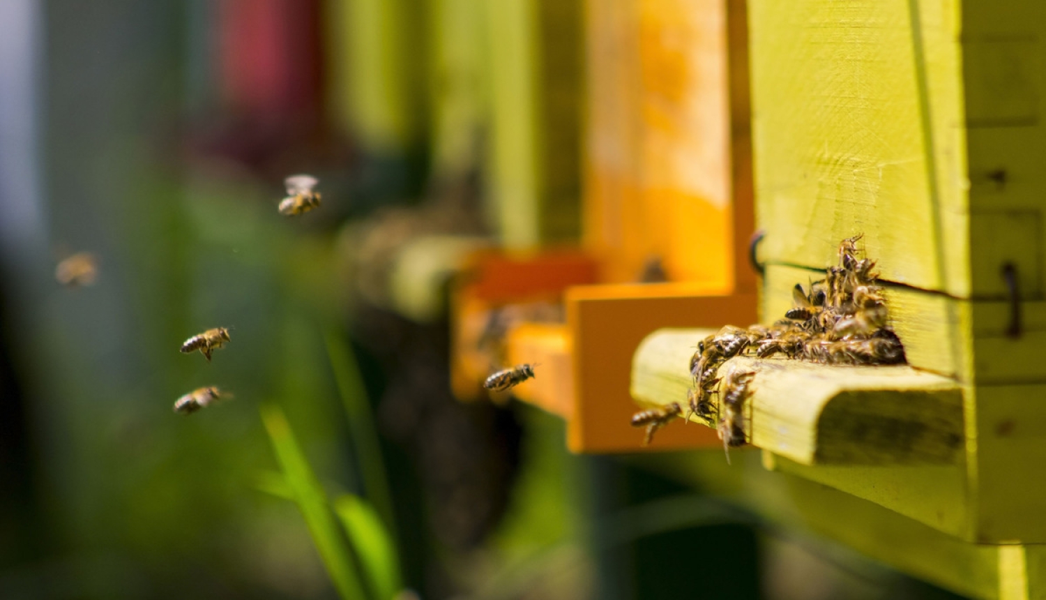 Valsts atbalsta saņemšanai dravniekiem atkārtoti jāiesniedz de minimis veidlapa