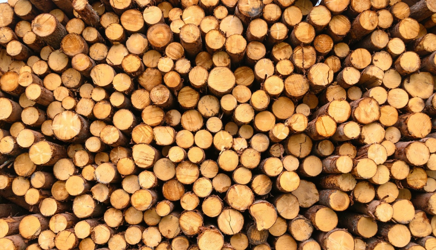 VARAM: Jaunais regulējums novērsīs radioaktīvas koksnes ievešanu Latvijā