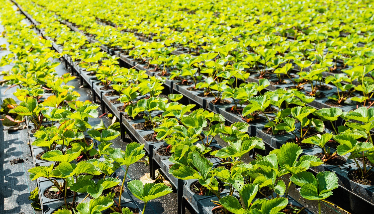 Grozīti noteikumi par augļu un dārzeņu ražotāju organizācijām