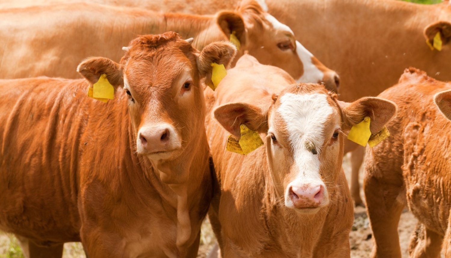 No nākamā gada dzīvnieku izcelsmes blakusproduktu transportēšanai – vienots tirdzniecības dokuments