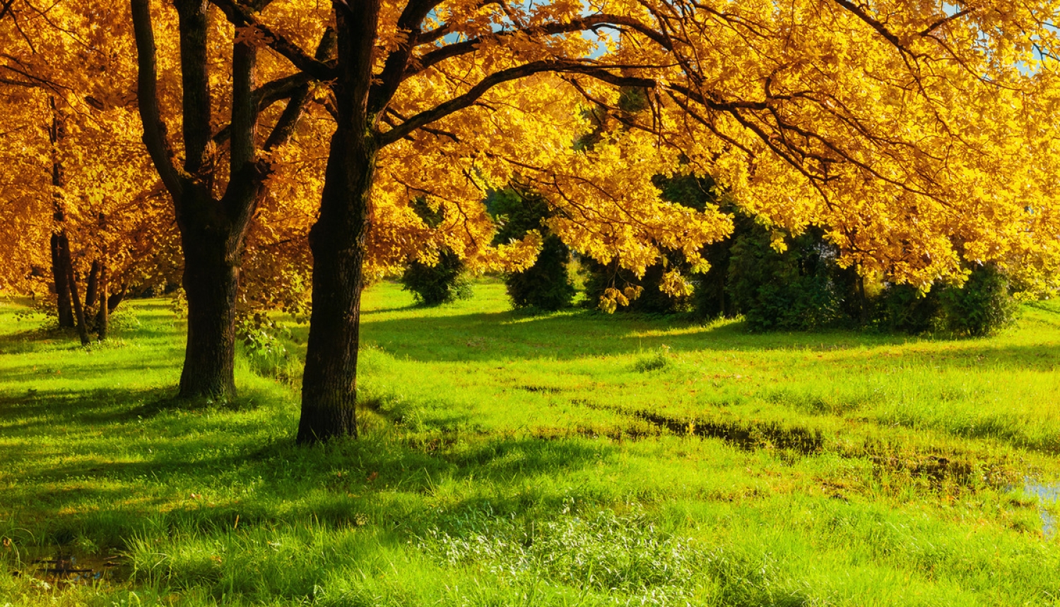 Aicina izvairīties no bīstamas augu slimības ievešanas Latvijā